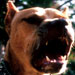 Benutzerbild von PitBullGermany_archive